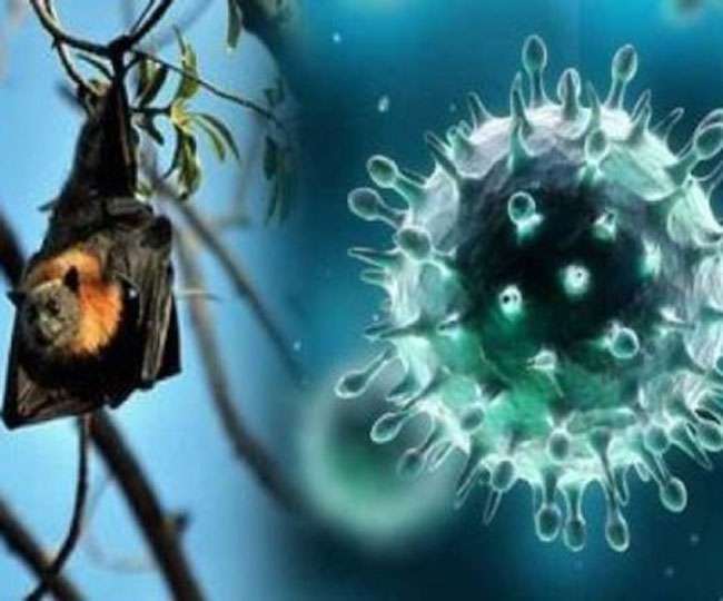 jagran-explainer-how-nipah-virus-is-different-from-covid19-know-symptoms-precautions-and-other-details-here
